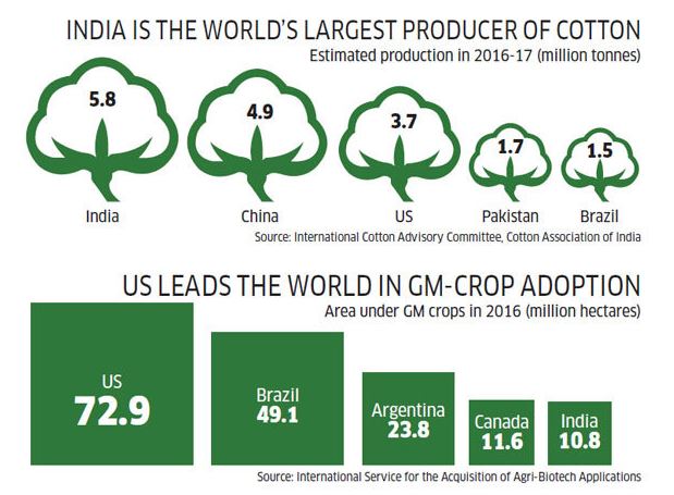 largest-producer-cotton