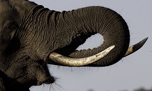 elephant-tusk