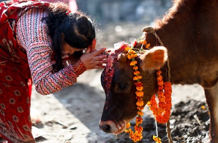 indian_cow_worship