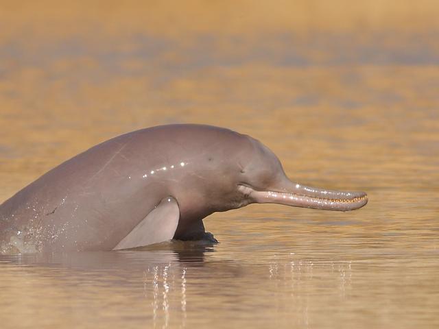 Indus_River_Dolphin