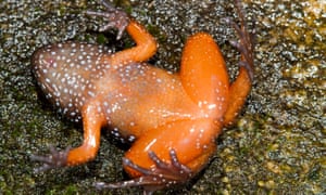 Orange-bellied-starry-dwarf-frog-discovered-in-Indian-mountains