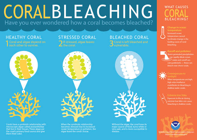 Coral-bleaching