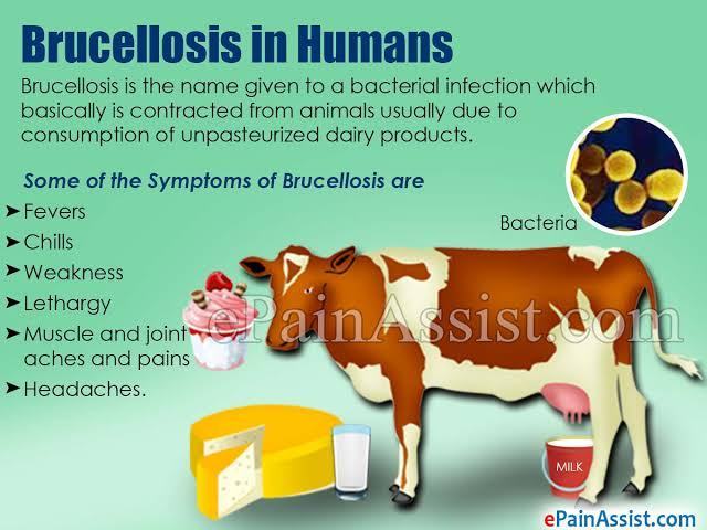 Brucellosis disease